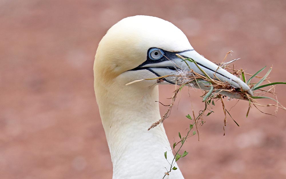 bonaventure-gannet-nestng-material-closer
