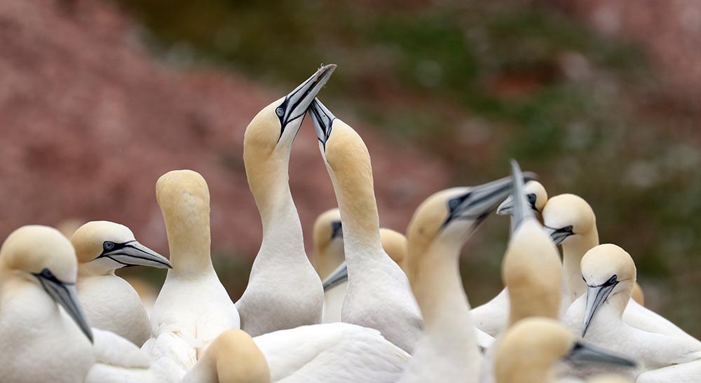 bonaventure-gannet-heads