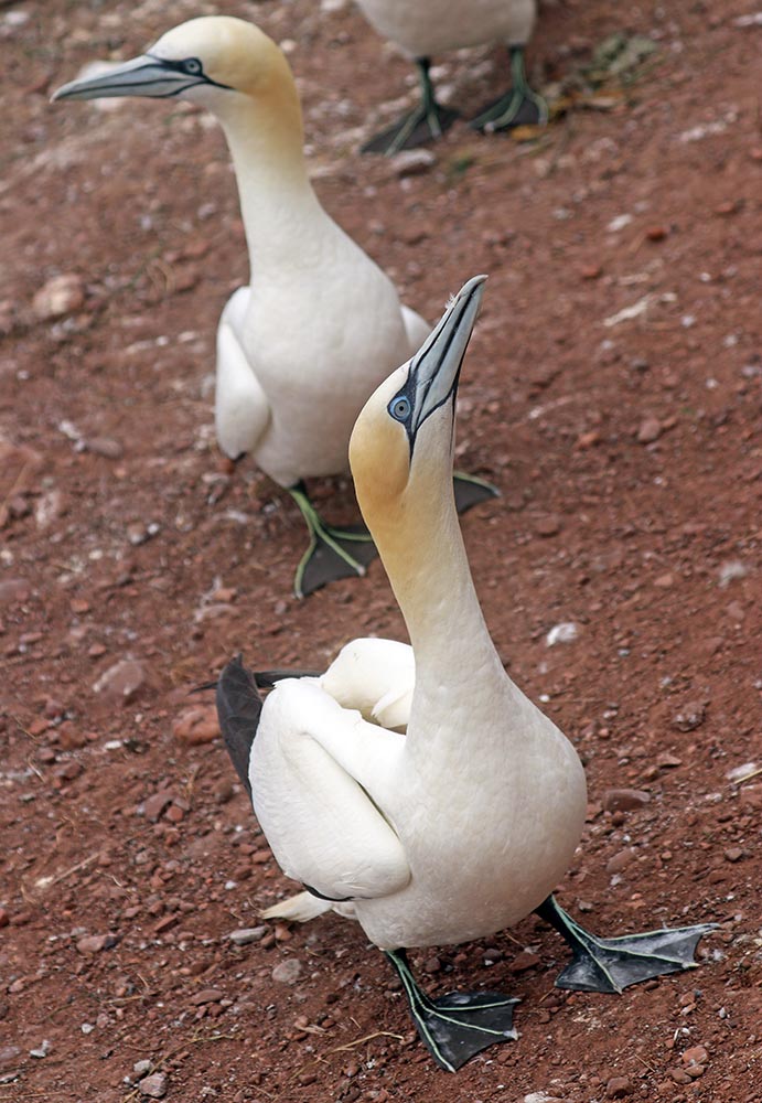bonaventure-gannets-stanidng