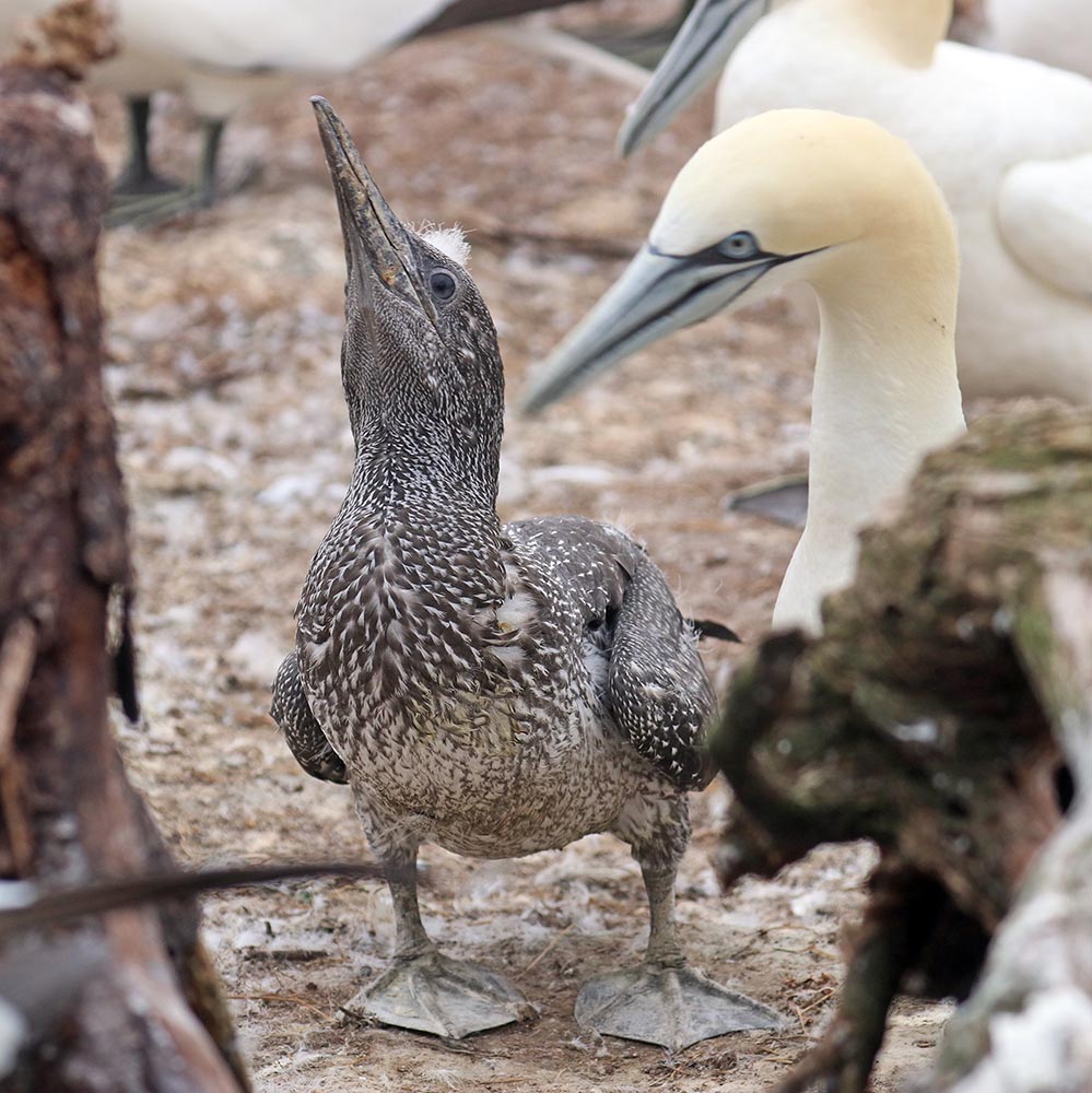 bonaventure-gannet-with-young