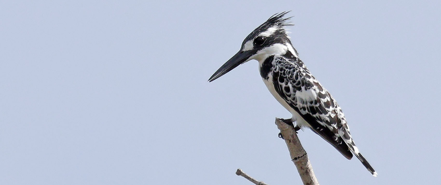pied-kingfisher-kilwa