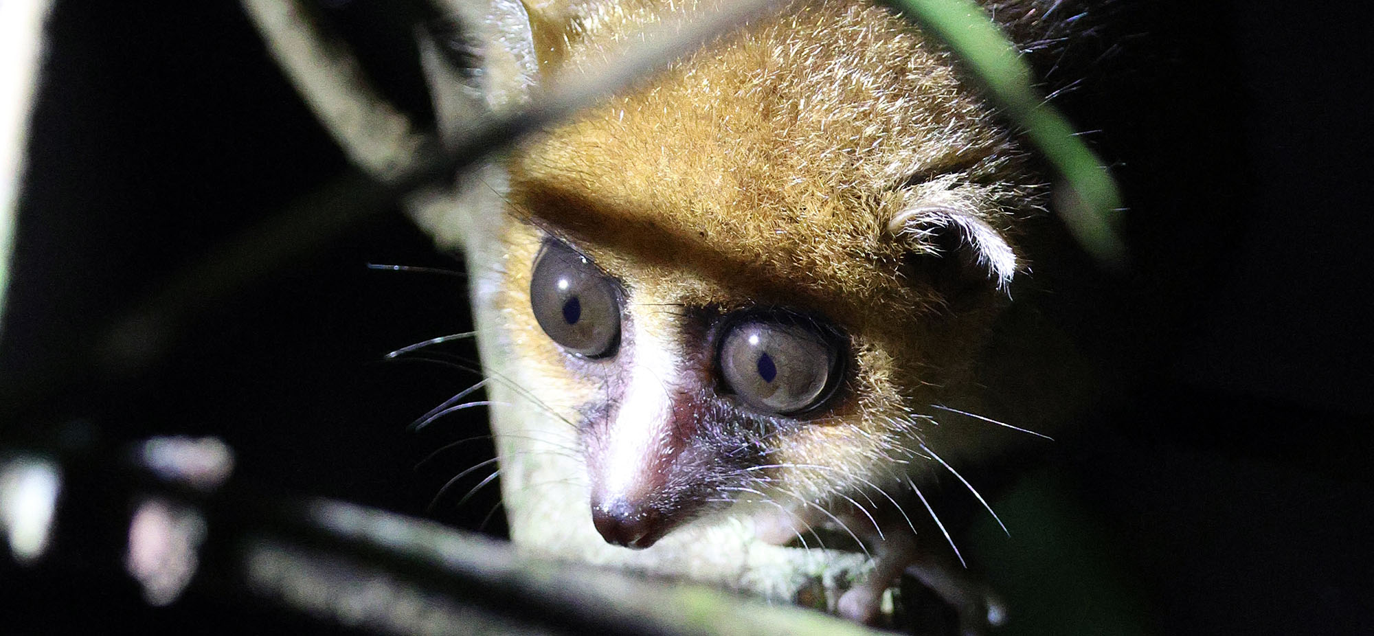 mouse-lemur-nosy-mangabe-