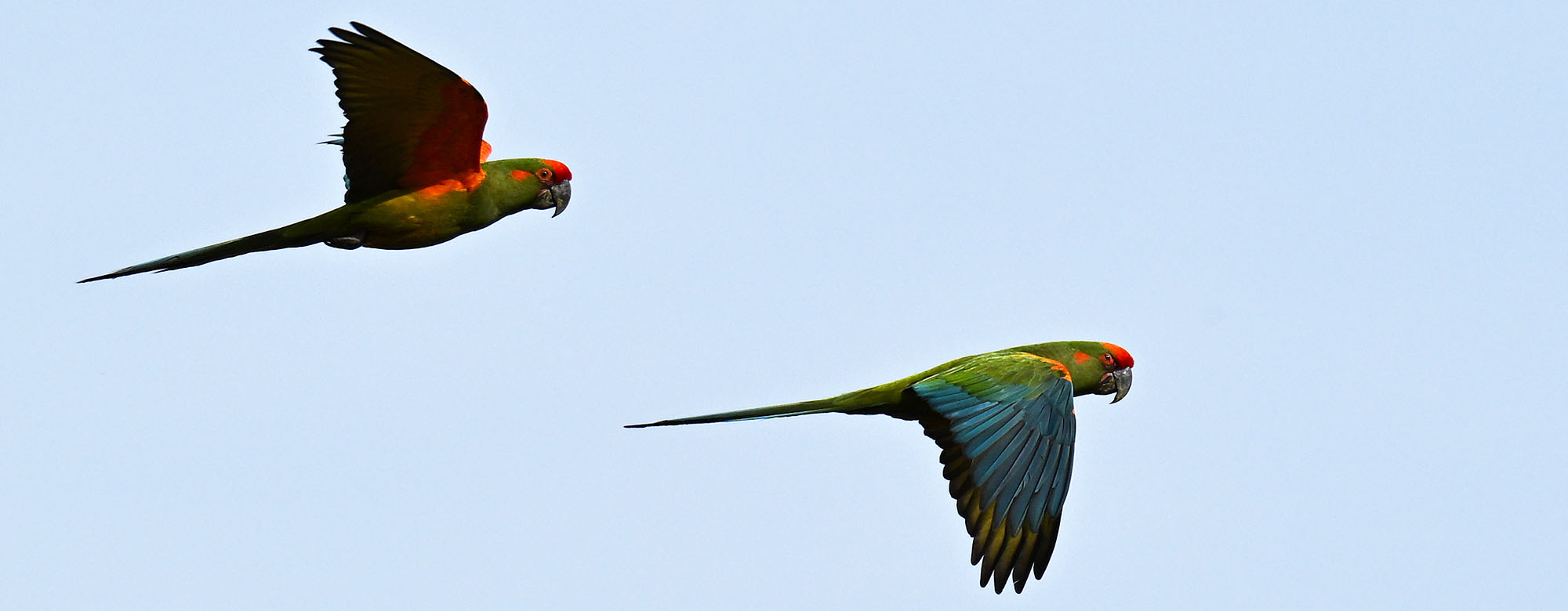 red-fronted-macaws-in-flight- red-fronted-macaws-in-flight-