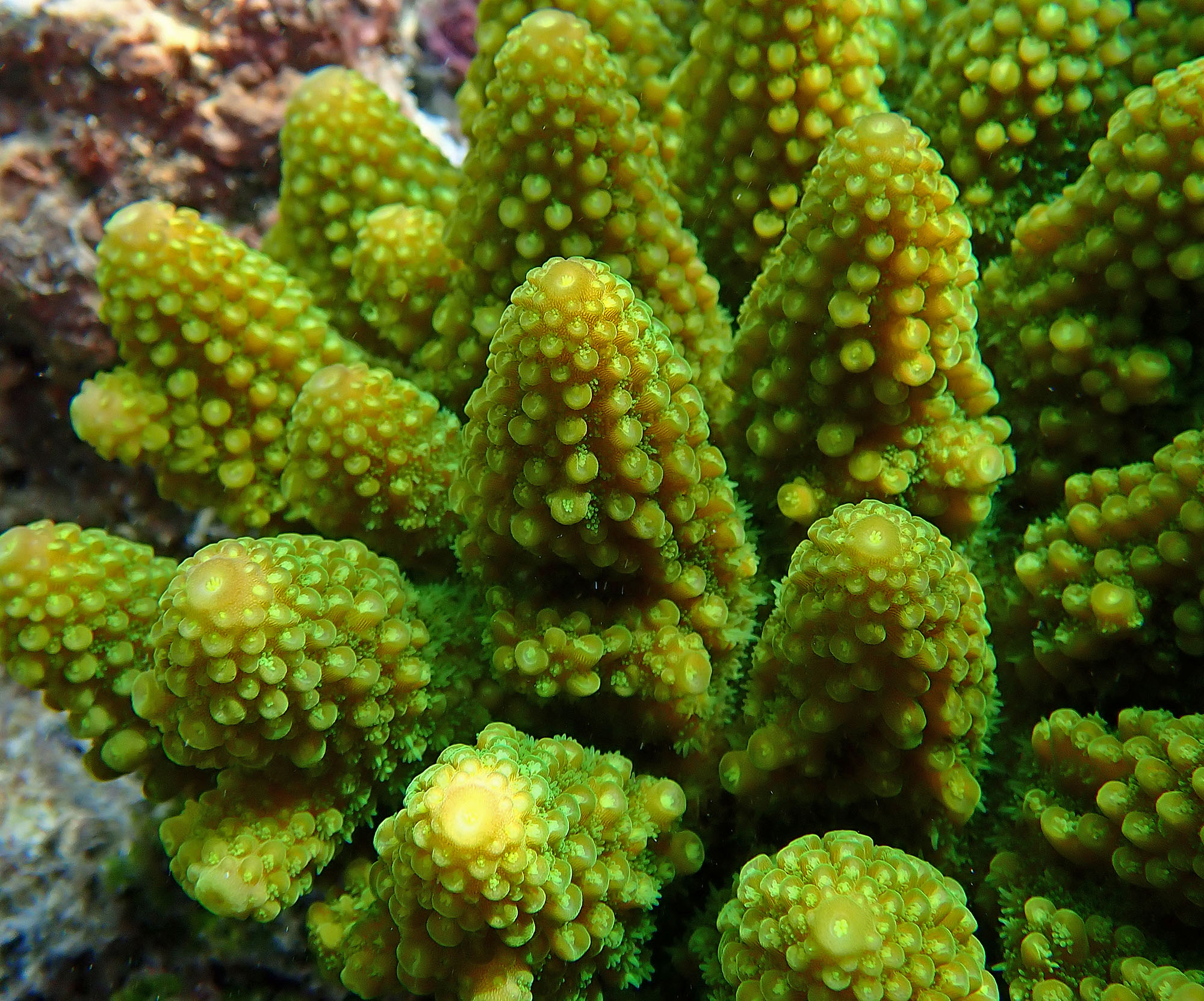 coral-close-up-champagne-