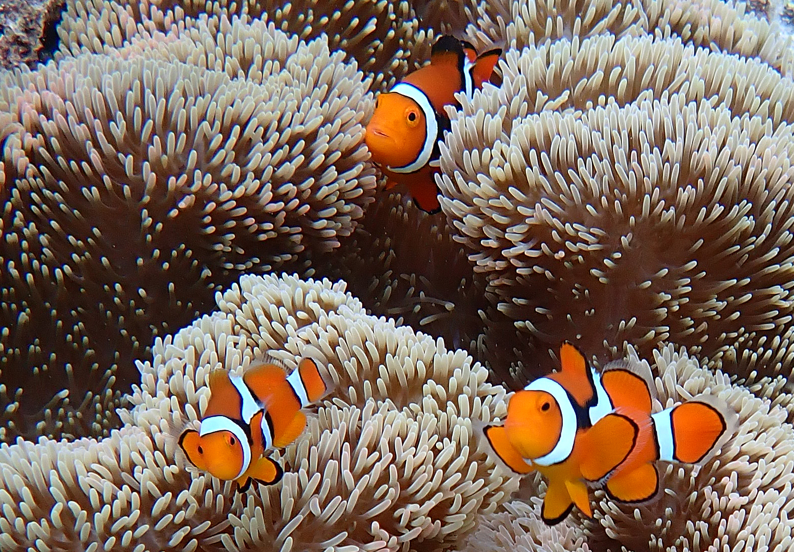 nemo-nendo-