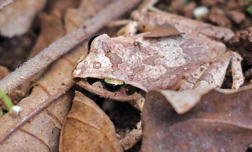 aglyptodactylus-jumping-frog-madagascar
