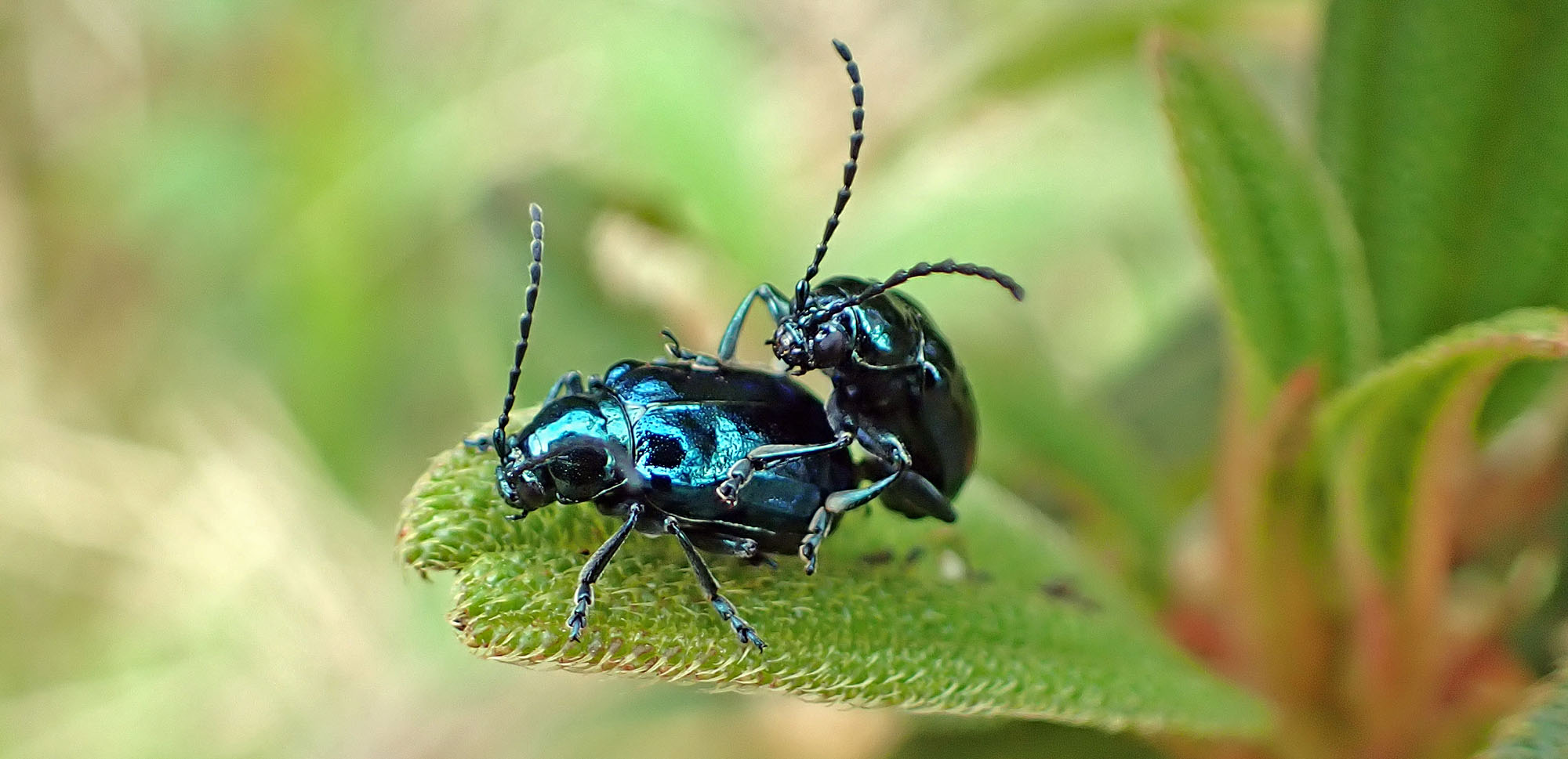 jucumari-altica-beetles-