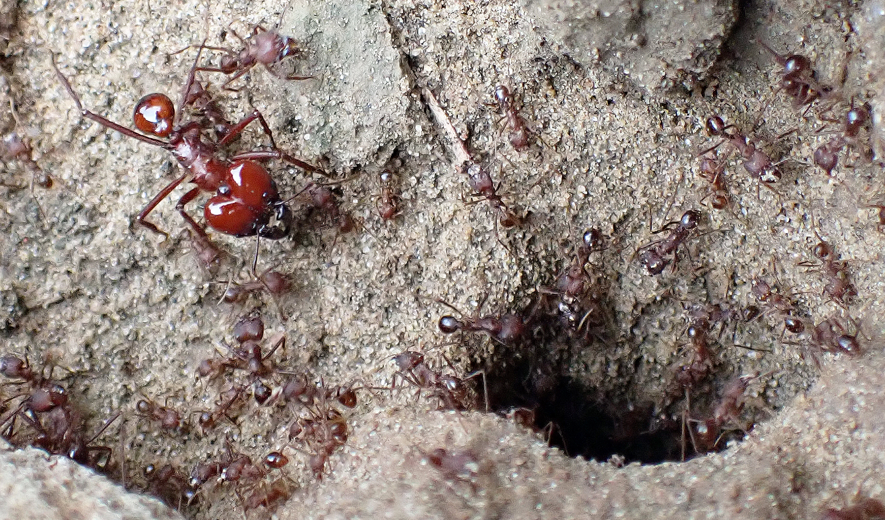 Amoimyrmex-Leaf-cutter-Ants-probably-2025-11-8-a-morning-red-fronted-macaw-lodge