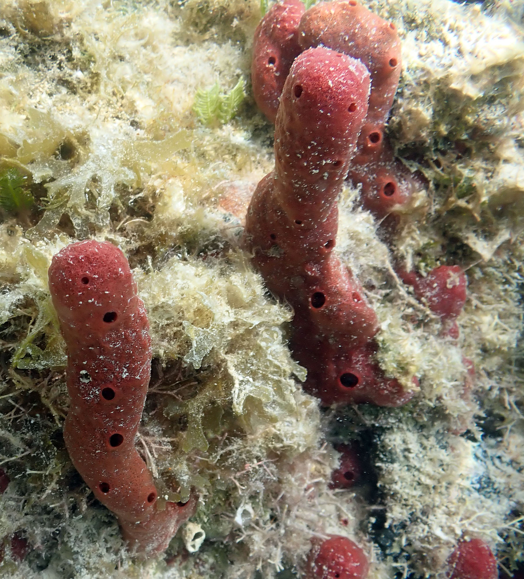 Amphimedon-compressa-red-sponge-antigua