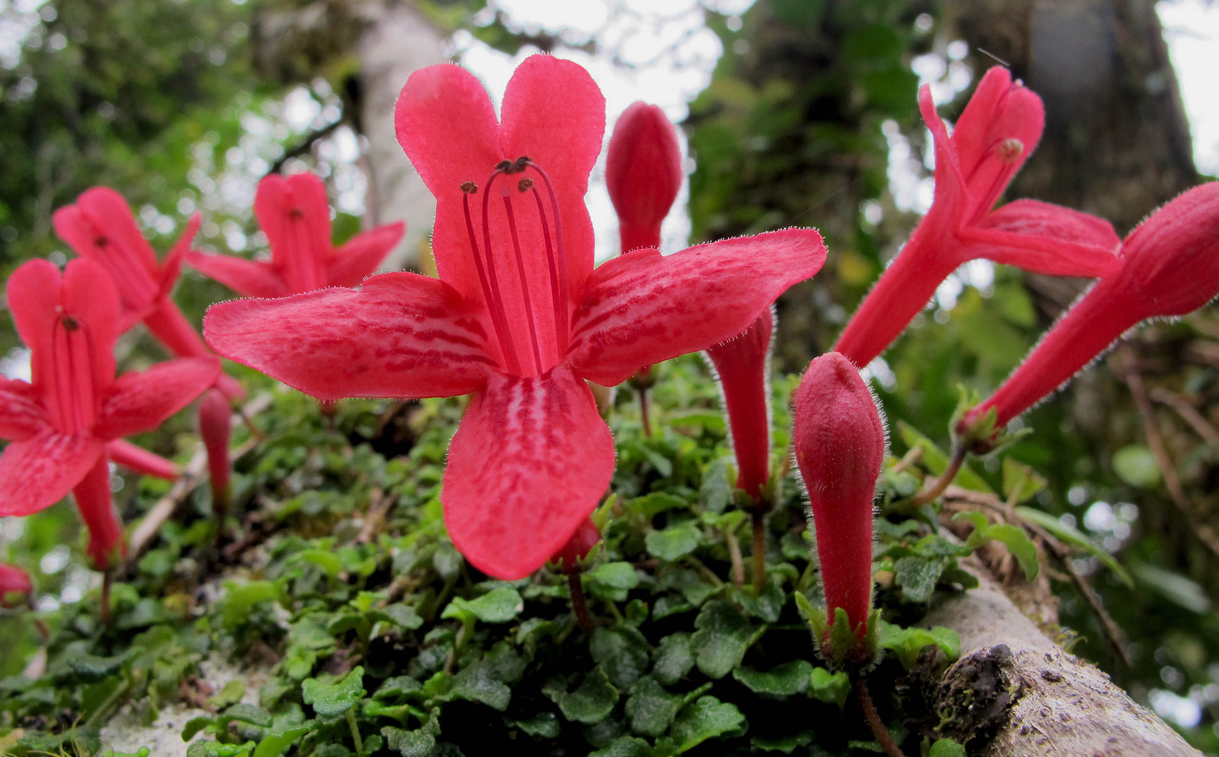 Asteranthera-ovata-Estrellita-chilean-fiords