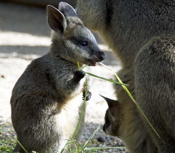 AustraliaWallabyCute