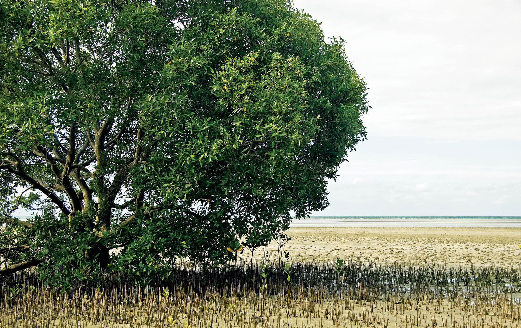 avicennia-bloomfield