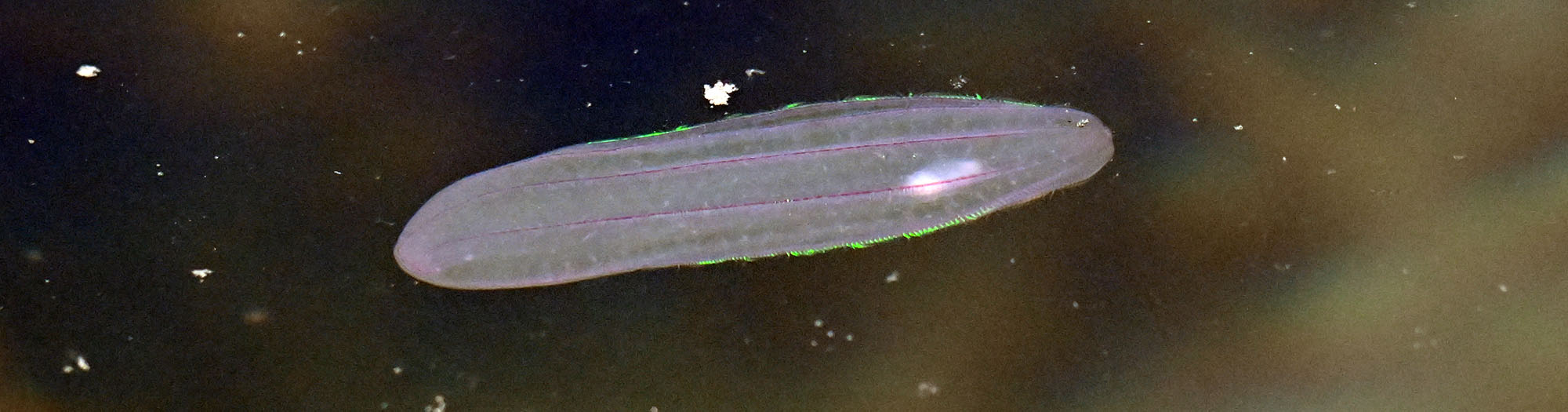 Beroe-cucumis-Northern-Comb-Jelly-2026-7-6-b-amerlog-fjord-DSC_9661