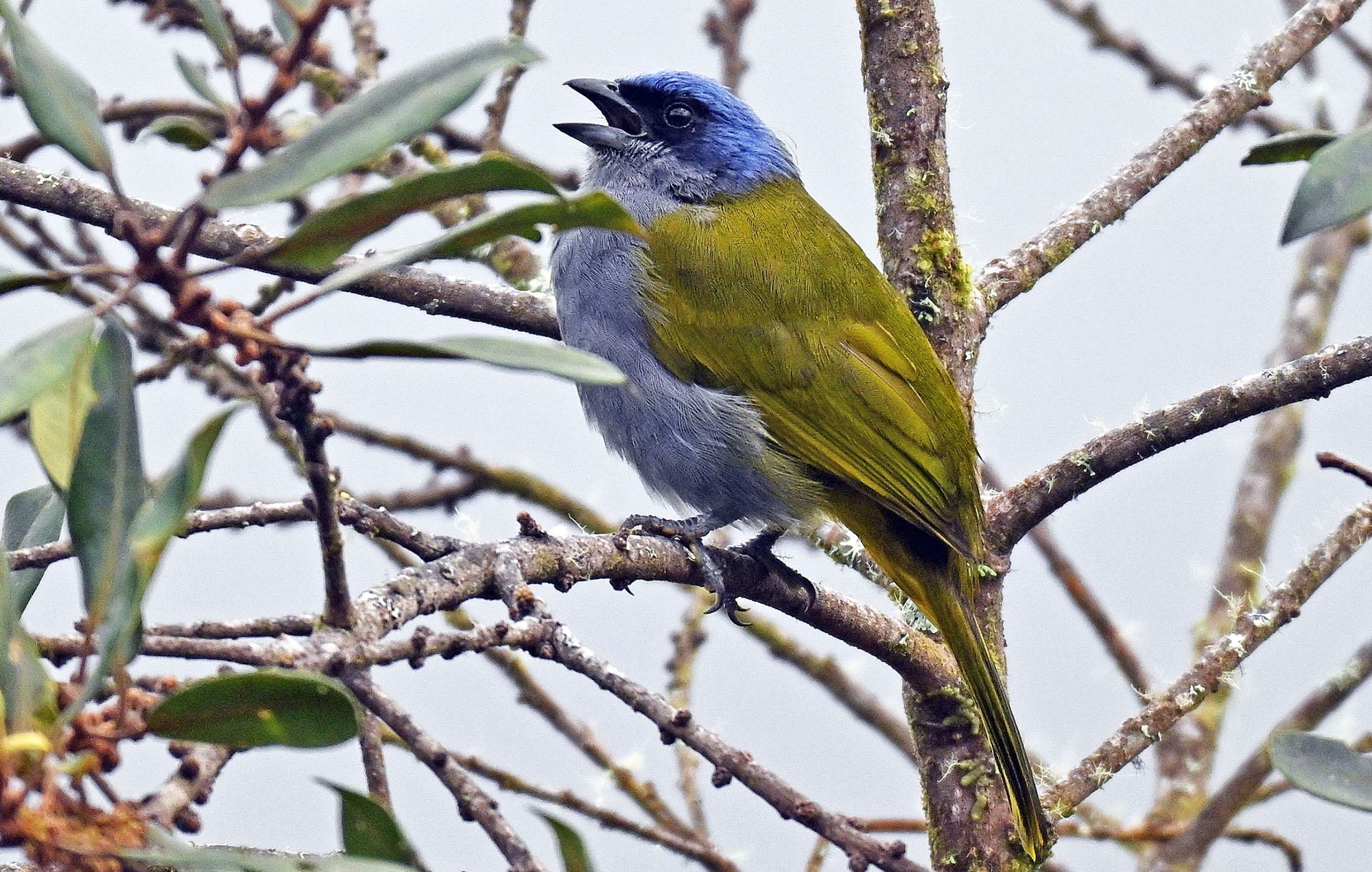 death-road-blue-capped-tanager-
