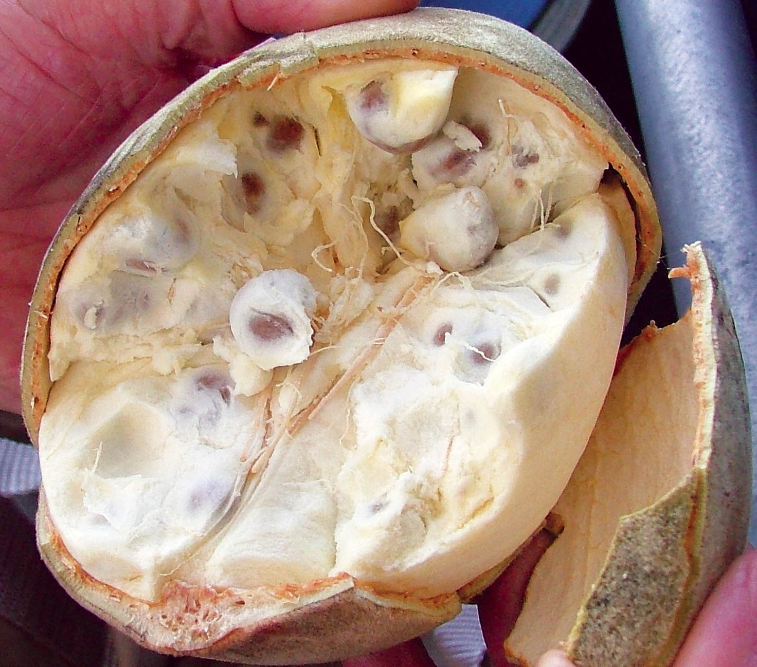 boab-fruit-open-kimberley