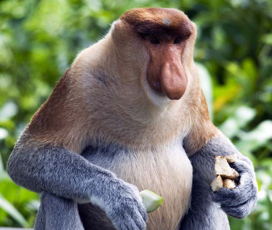 a male Proboscis Monkey, feeding station, Borneo. (image by Damon Ramsey, www.ecosystem-guides.com)