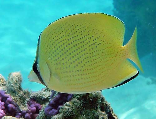 butterflyfish-Speckled