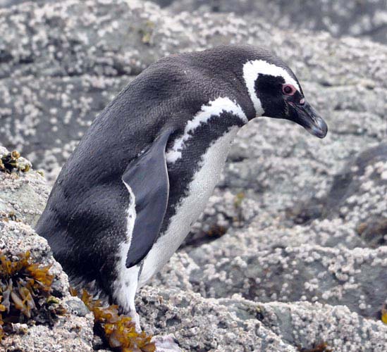 tic-toc-magellanic-penguin