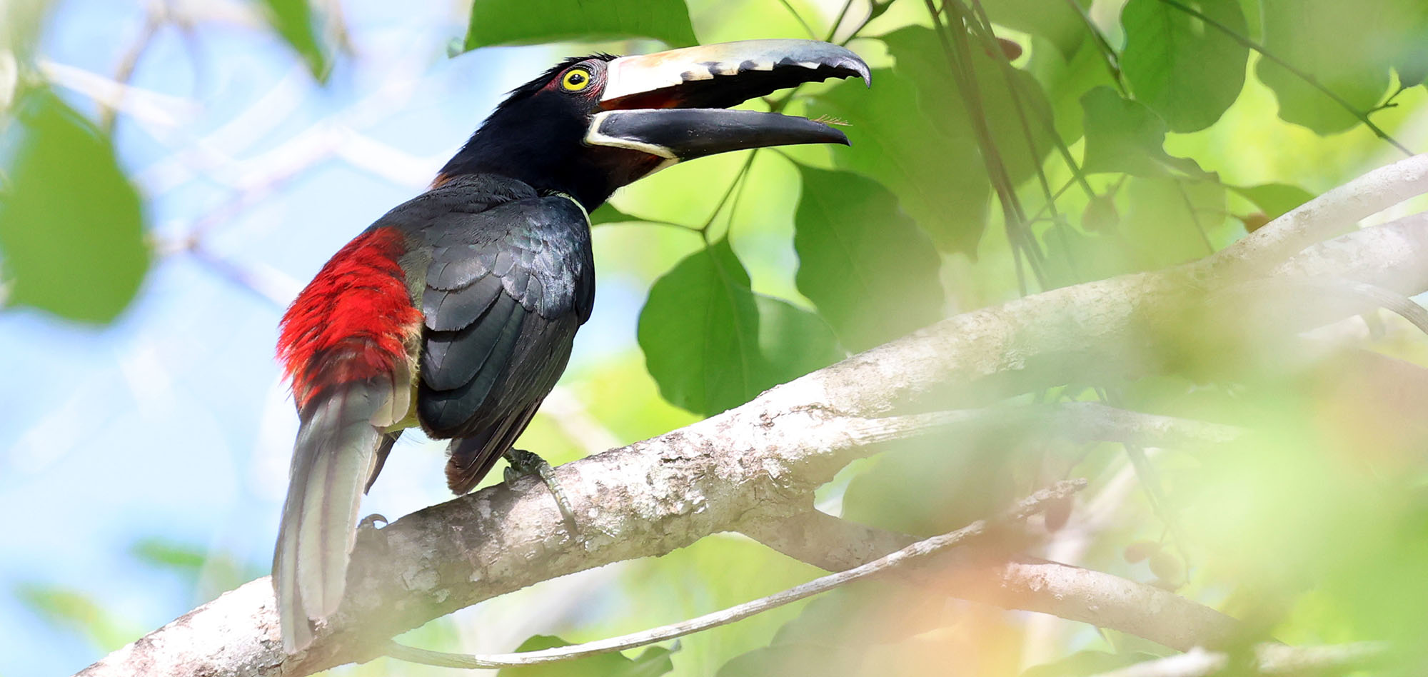 acari-collared-muyil