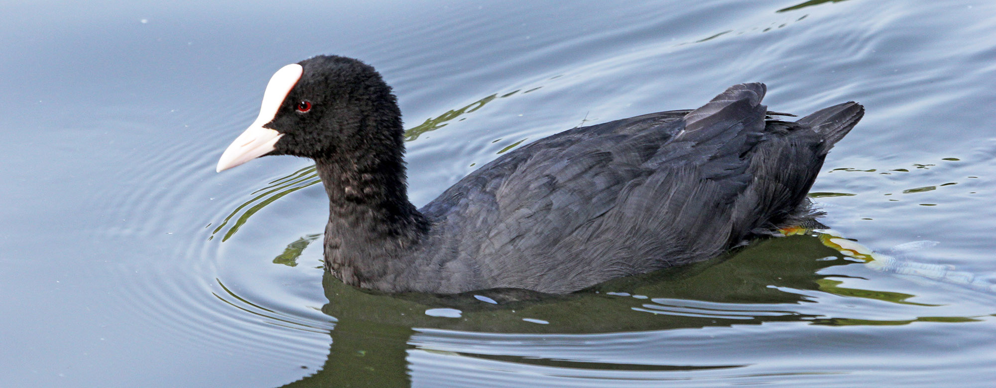 coot-eurasian-regents-park-england-