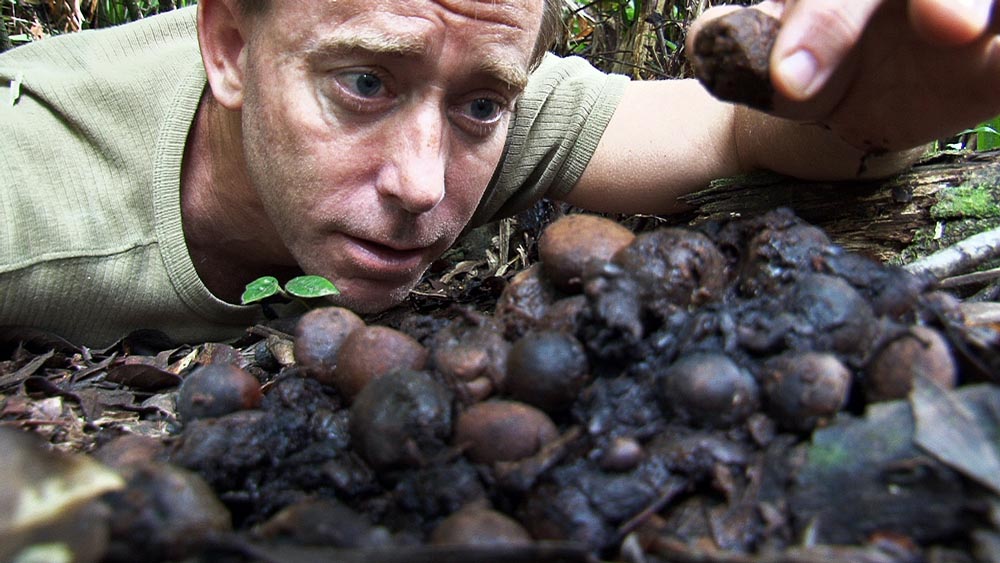 Damon Ramsey with cassowary dung, filming documentary in the rainforest (www.ecosystem-guides.com)