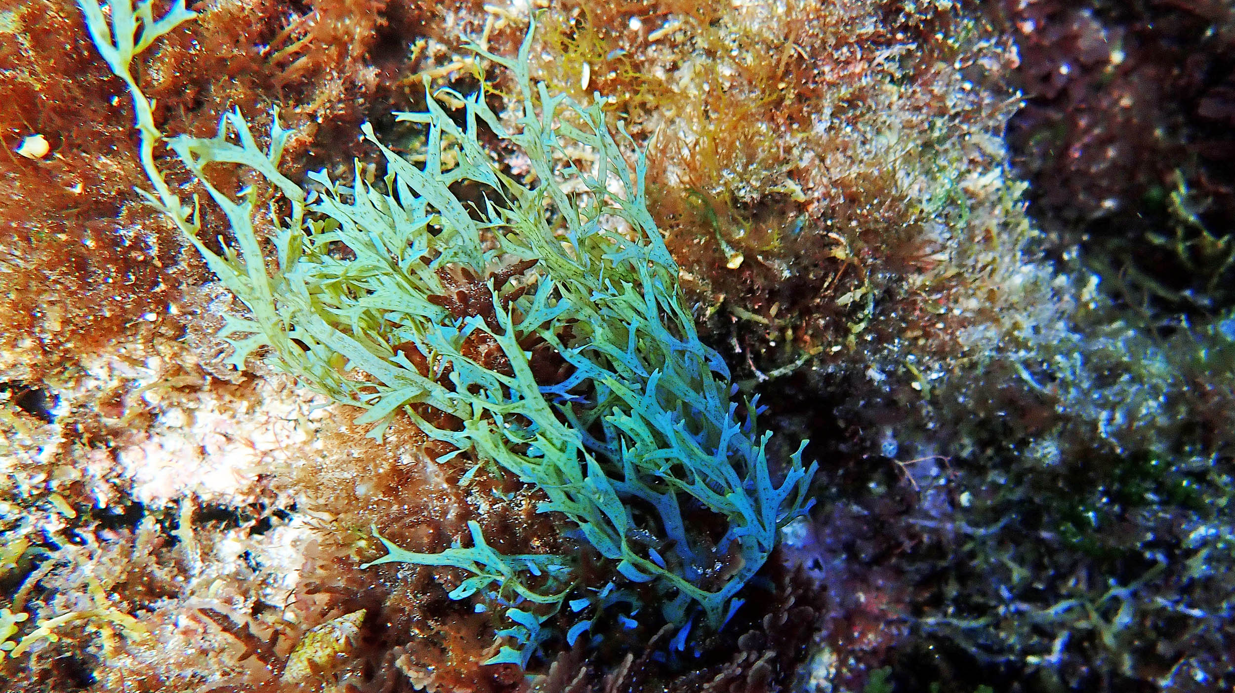 dictyota-dichotoma-rottnest-