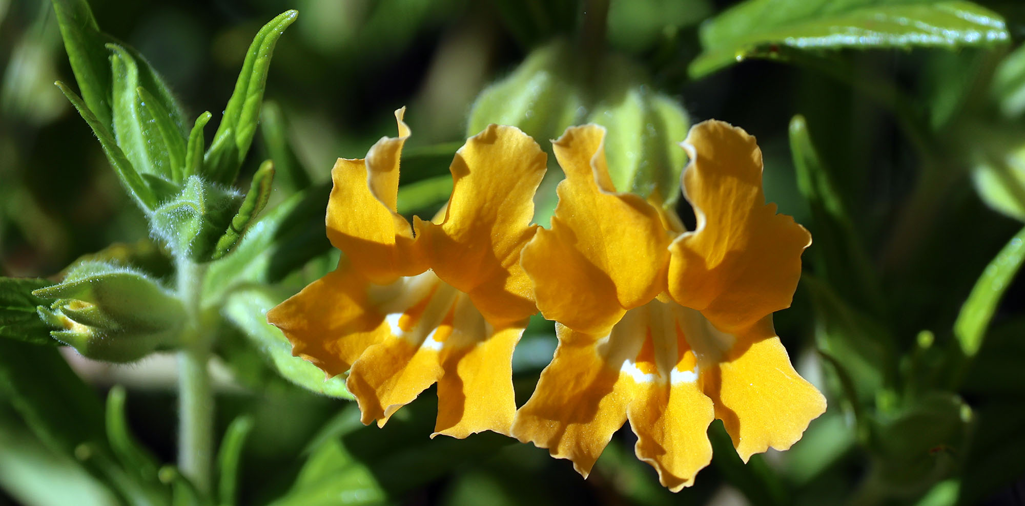 Diplacus-longiflorus-southern-bush-monkeyflower-topanga