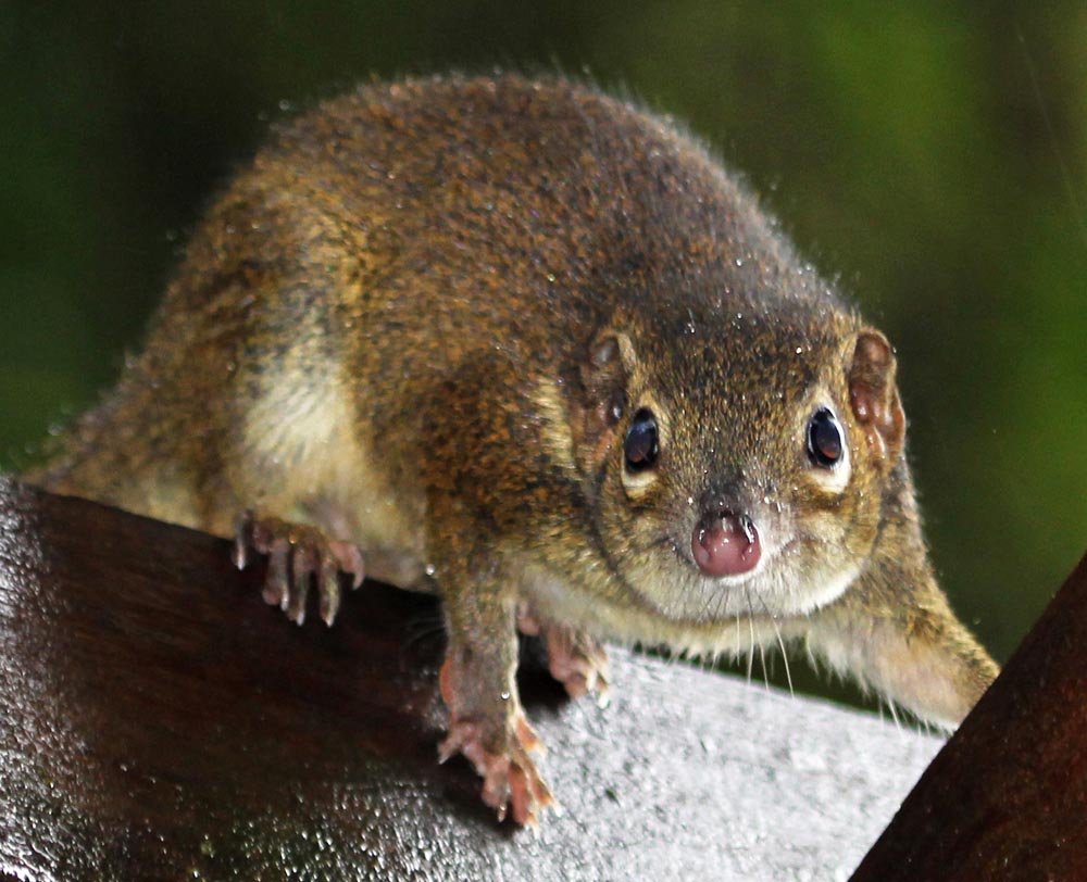 DoiInthannonTreeshrew