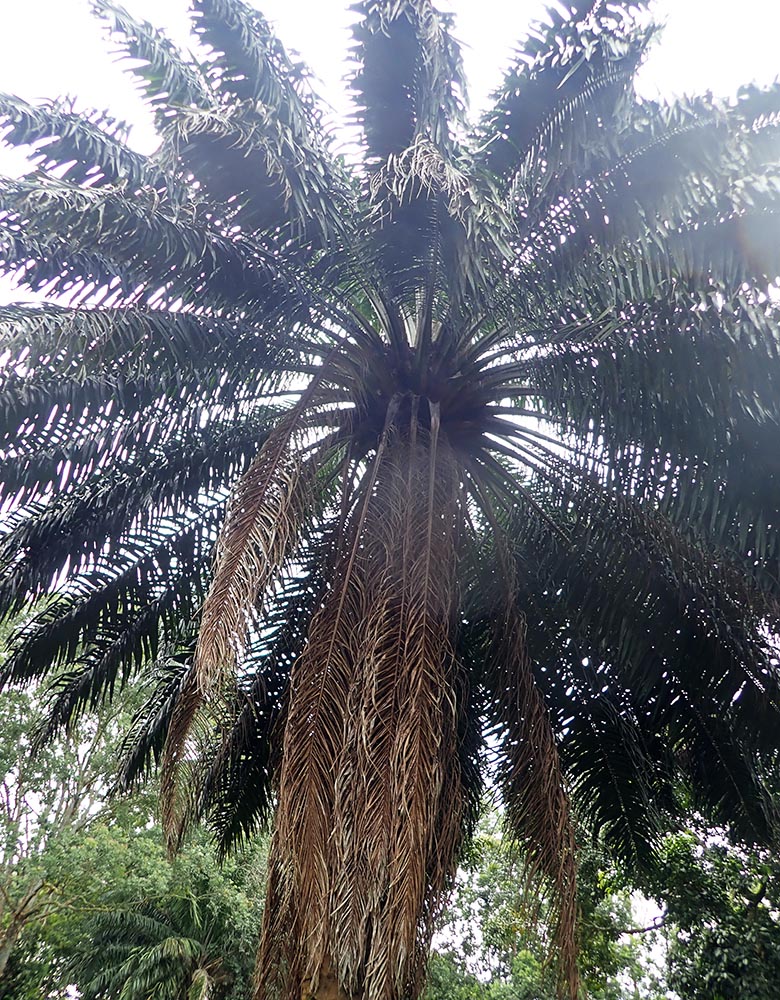 elaeis-african-oil-palm
