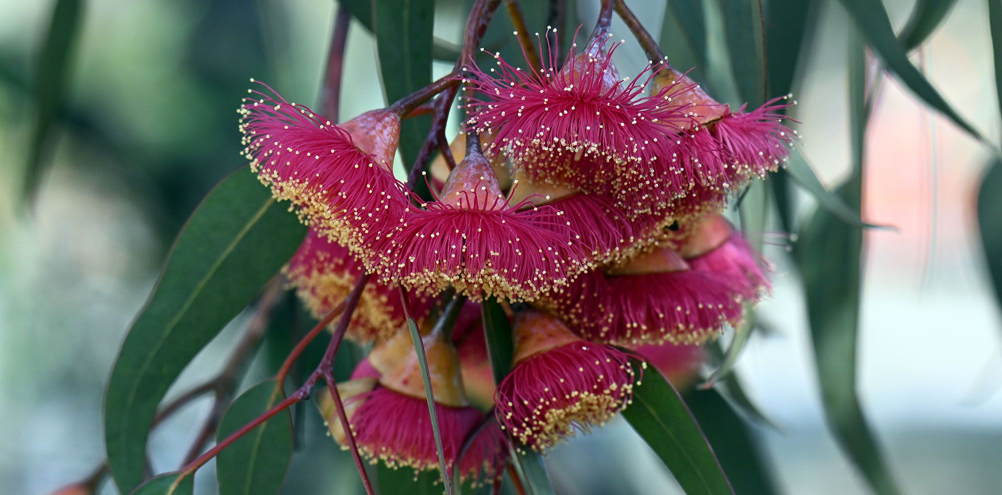 eucalyptus-caesia-
