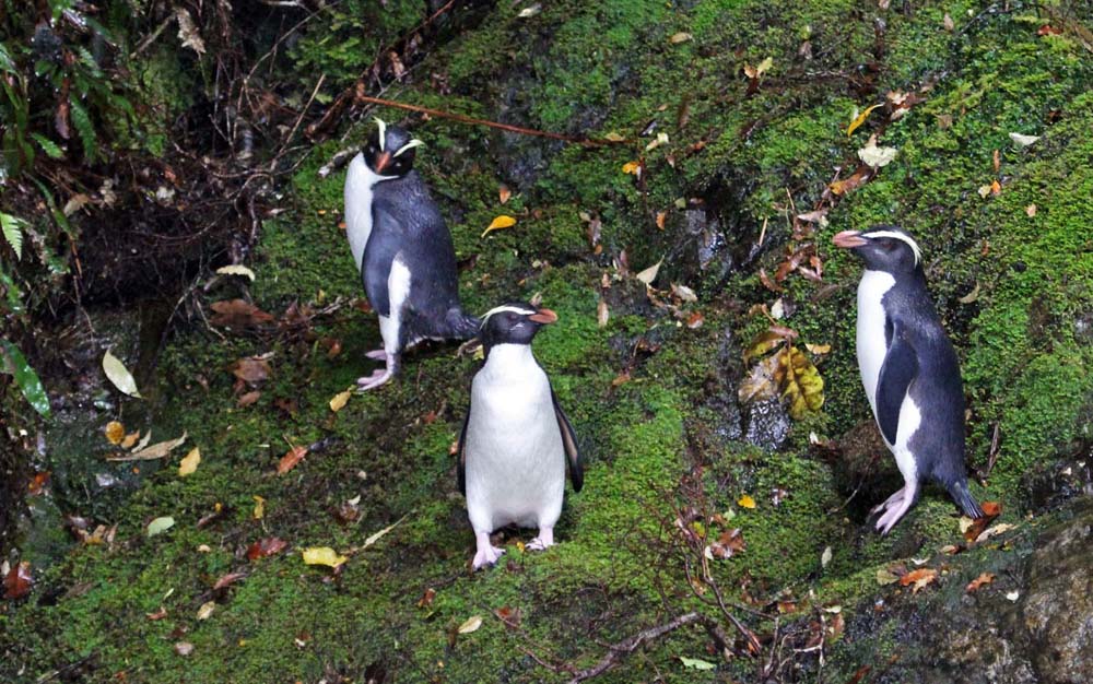 fiordlandCrestedPenguins