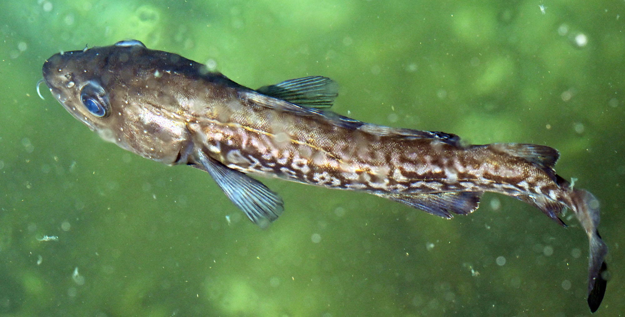 Northern/Atlantic Cod Gadus-morhua-Atlantic-Cod-2026-7-9-hvalsey-greenland-DSC_0003