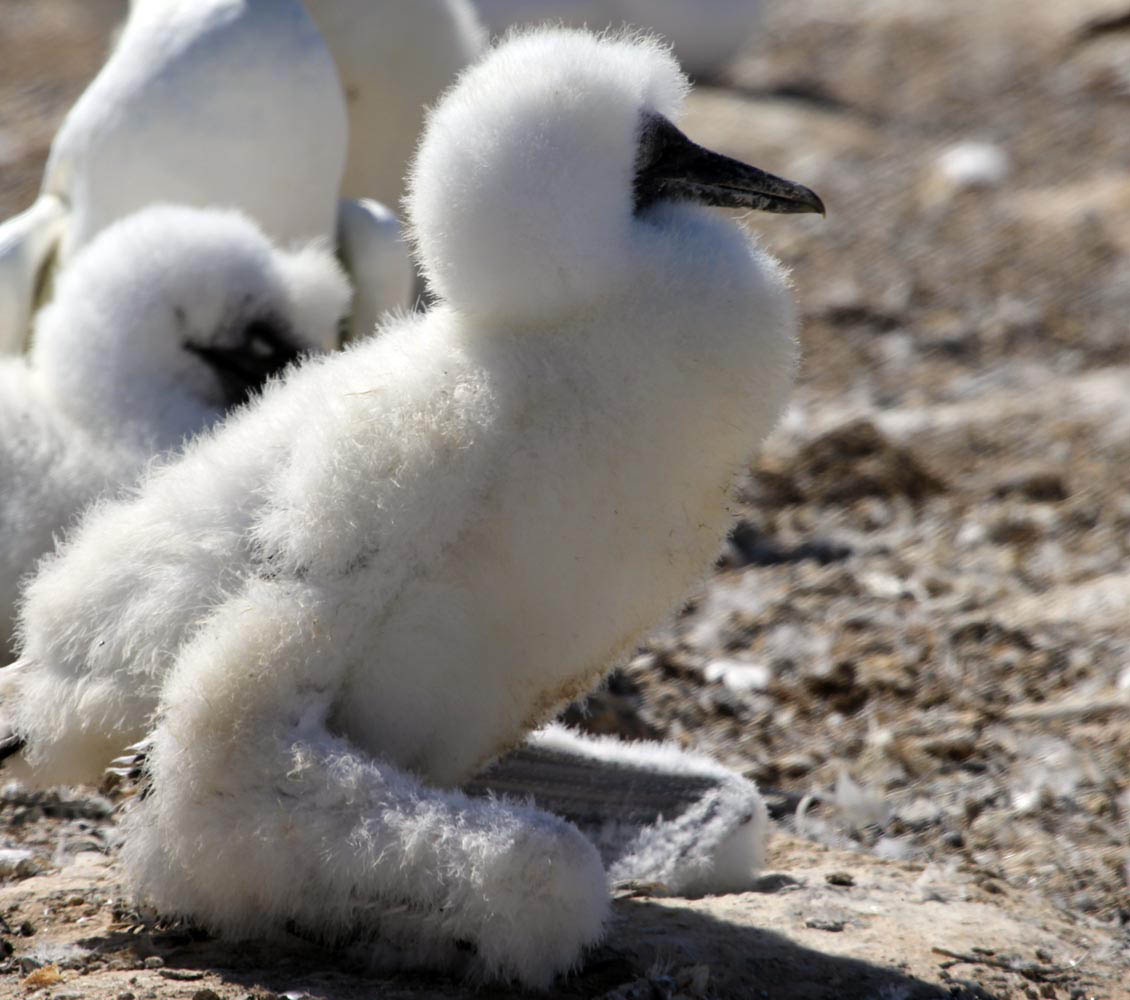 gannet-australasian-fluffy-young-cape-kidnappers
