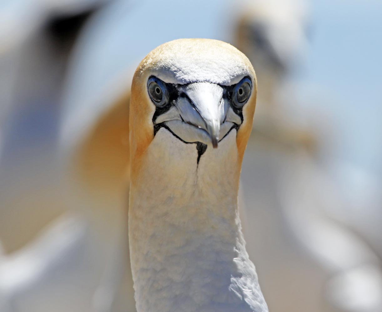 GannetFace