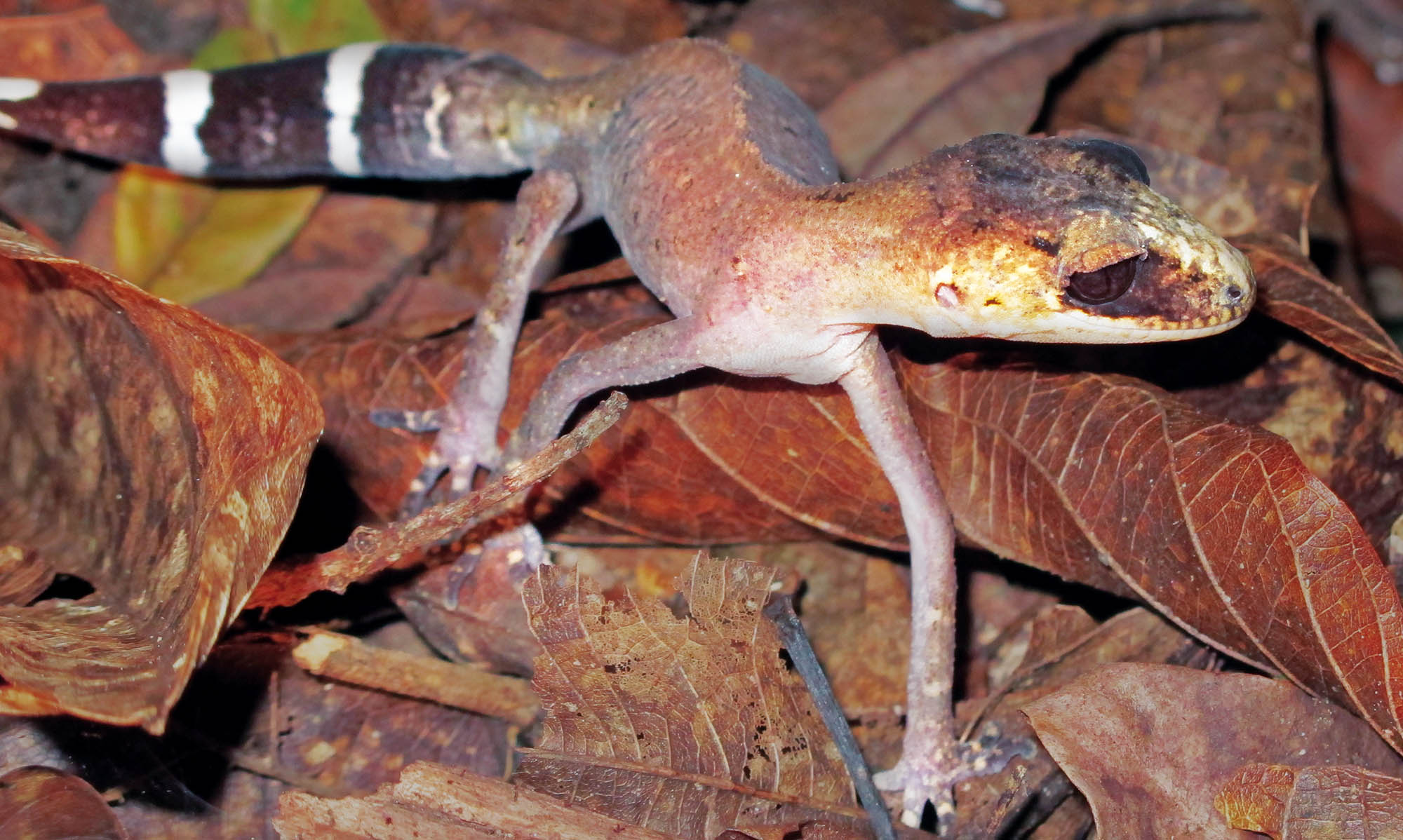 African Jungle Reptiles