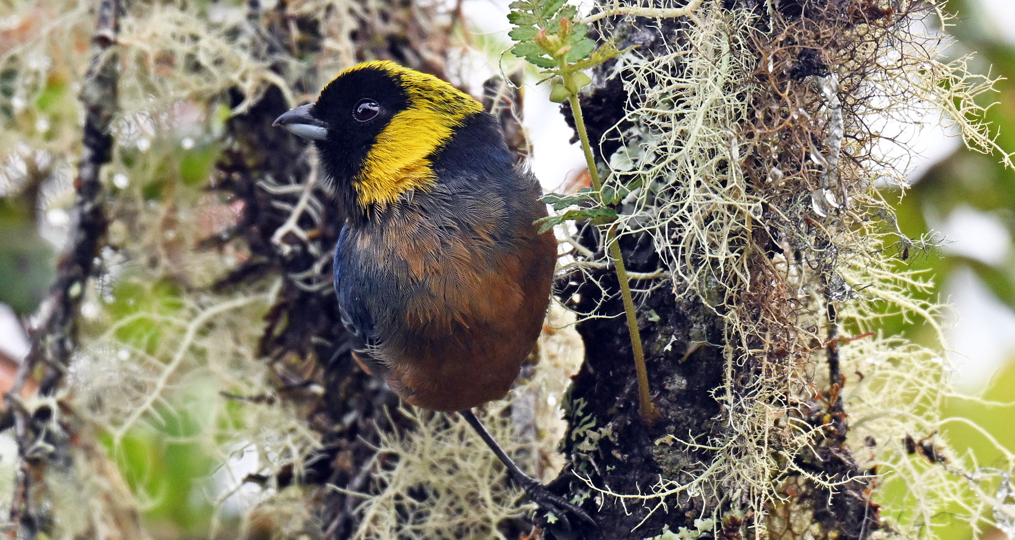 death-road-golden-collared-tanager-