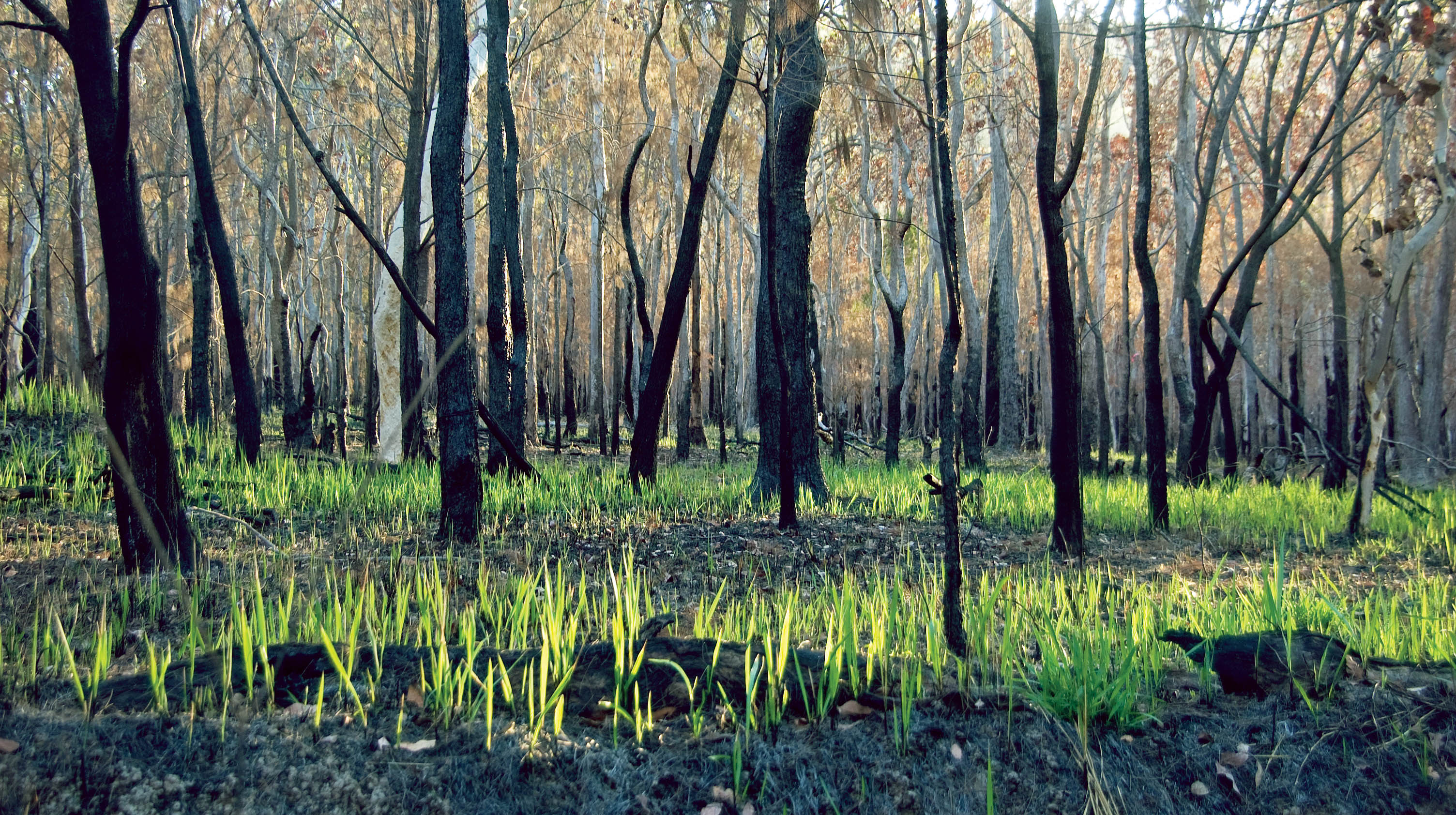 grass-growth-after-fire