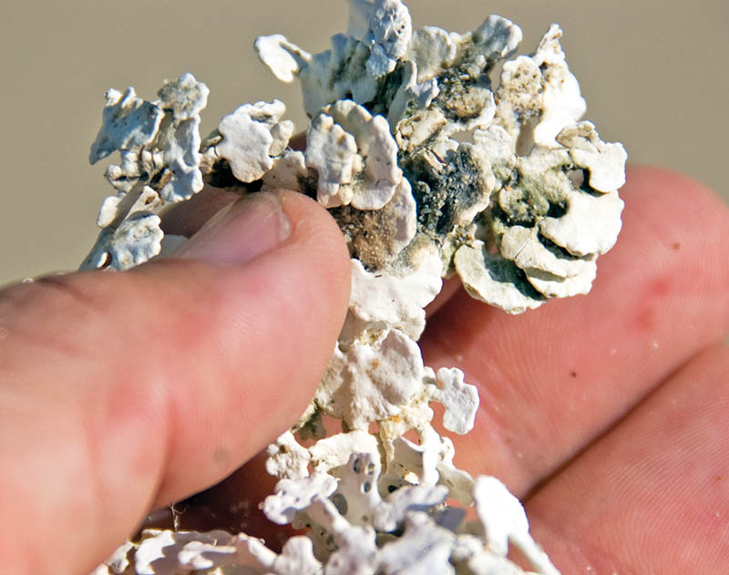 halimeda-breaking-down-careening-bay