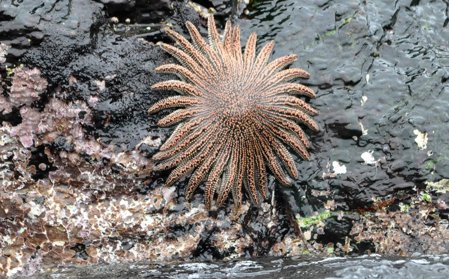 Heliaster-helianthus-South-American-Multiradiate-Sun-Star-chanaral