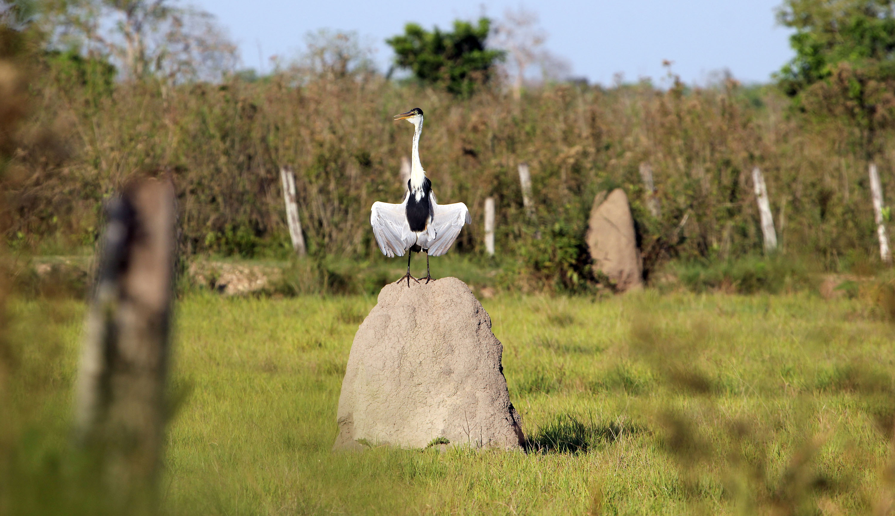 heron-cocoi-pantanal