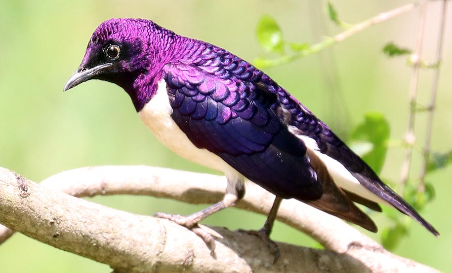 hluhluwe-starling-violet-backed