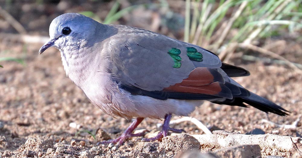 wood-dove-hluhluwe-