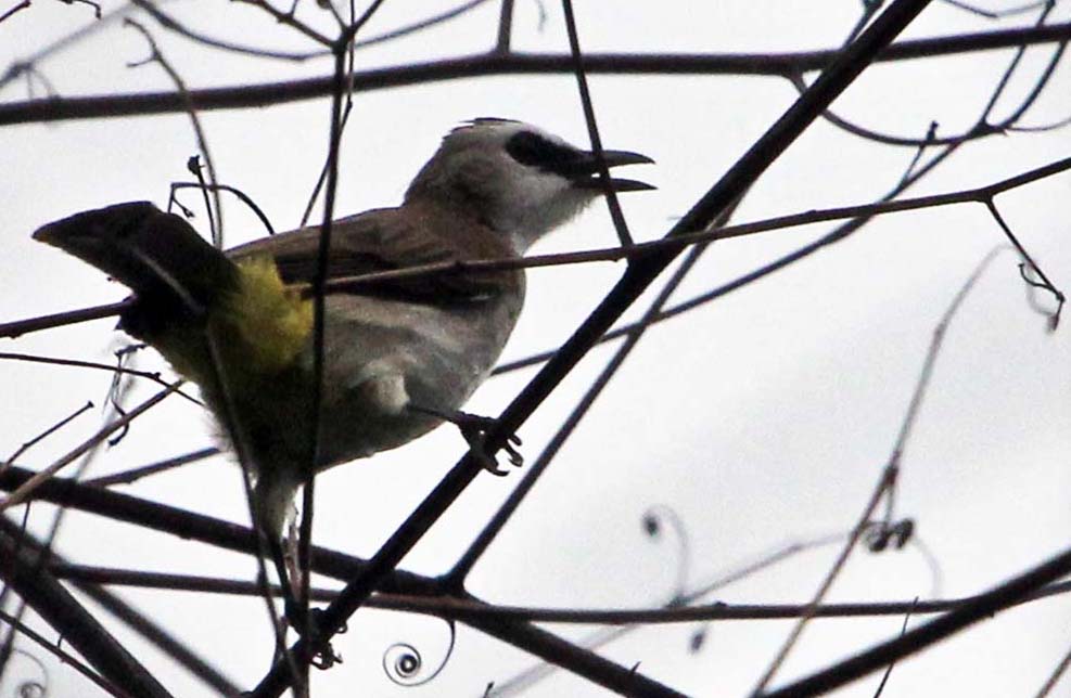 the ubiquitous Bulbuls are common around Bukit Lawang