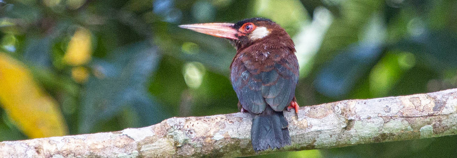 jacamar-white-eared-yarina