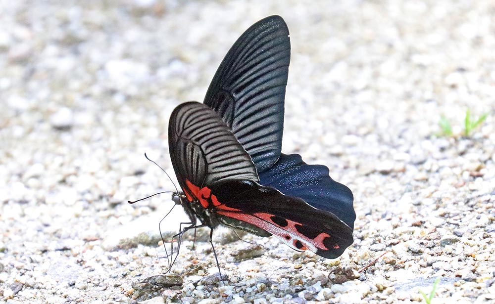 jigme-butterfly-big-black