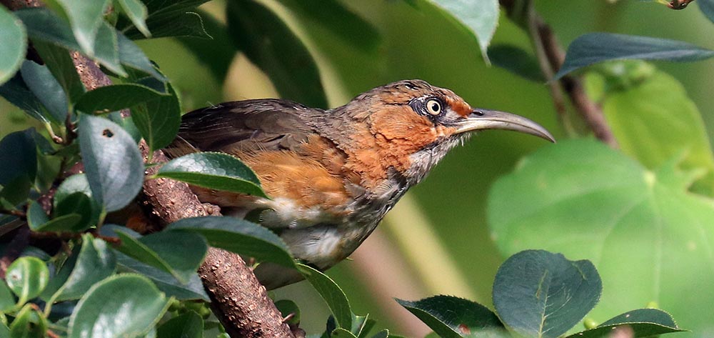 jigme-scimitar-babbler