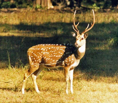 Kanha National Park, India