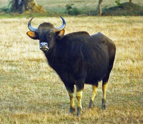 Gaur