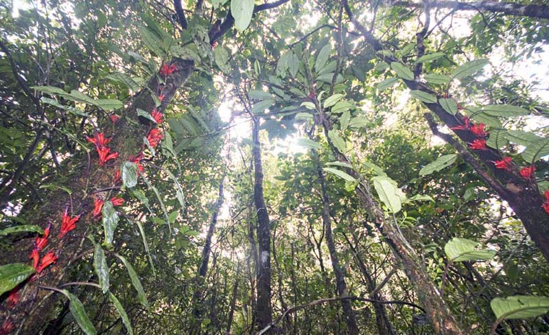KinabaluHQrhododendronInGloom