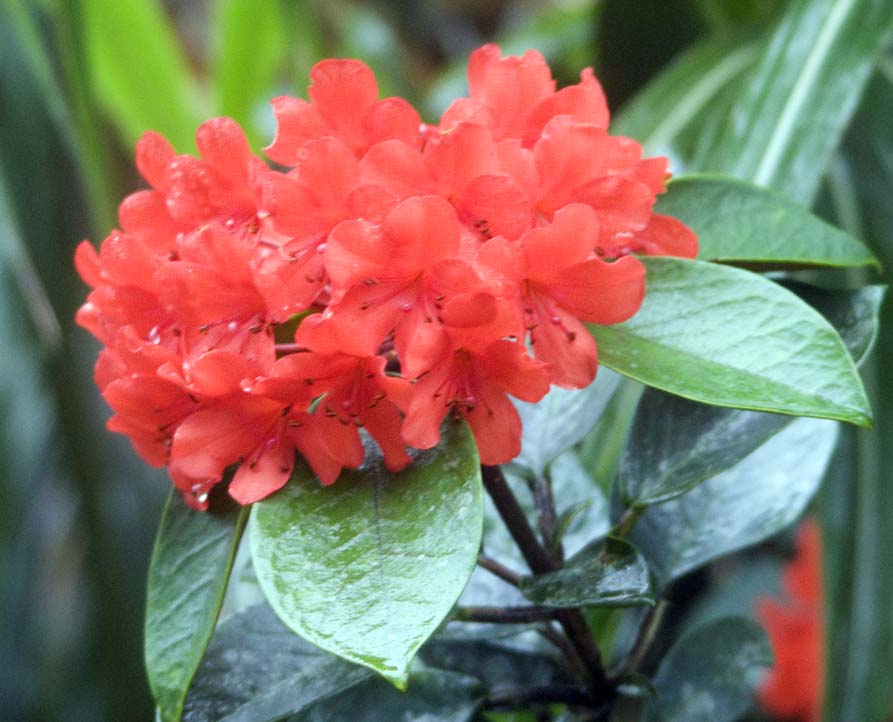 KinabaluHQrhododendron
